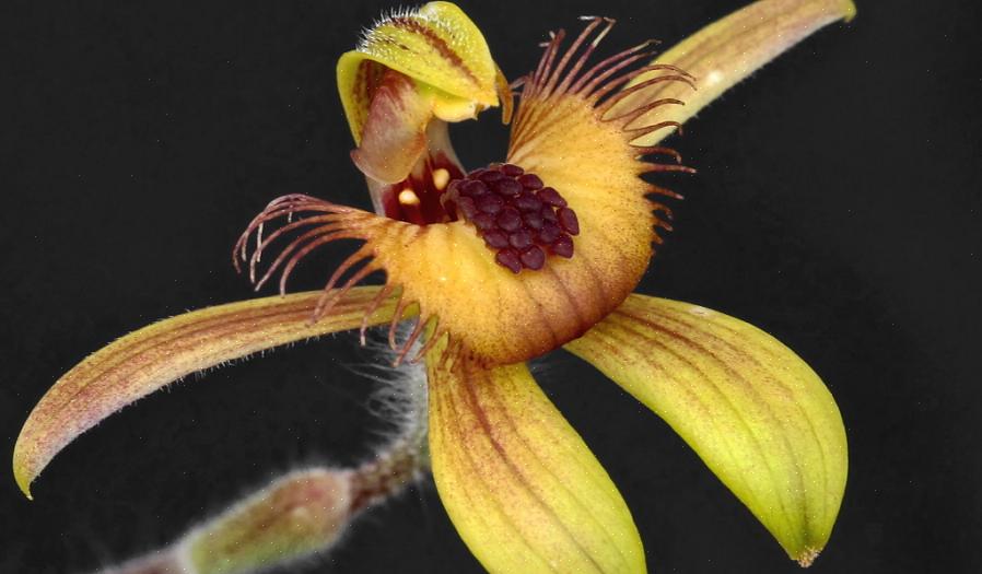 Molti generi di orchidee si incrociano facilmente con altri generi di orchidee