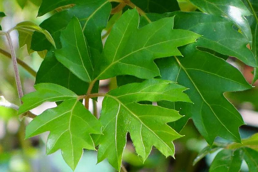 La maggior parte delle specie di Cissus è ben adattata alla scarsa illuminazione