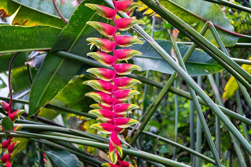 Queste piante sono pesantemente coltivate nelle aree tropicali