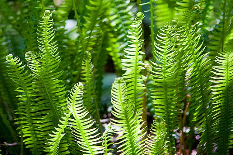 Il genere Blechnum non è particolarmente comune come piante d'appartamento