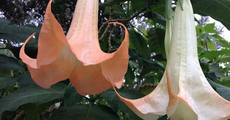 È comune leggere notizie di persone che muoiono per avvelenamento da Datura dopo aver ingerito parti