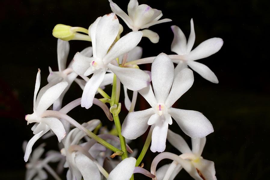 Le vertiginose strutture floreali delle piante di Rhynchostylis si dimostreranno una grande aggiunta