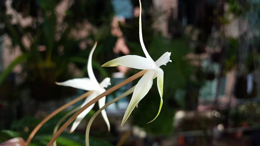 Il genere Aerangis comprende molte orchidee tropicali che si distinguono per i loro adorabili fiori bianchi