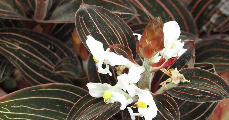 Queste piante sono un'ottima aggiunta a qualsiasi collezione di orchidee tropicali