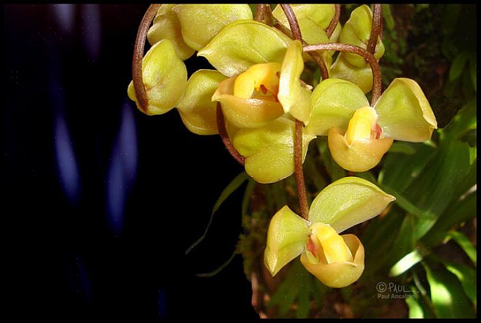 Le piante di Gongora ricompenseranno i giardinieri di orchidee tropicali esperti con fioriture appariscenti