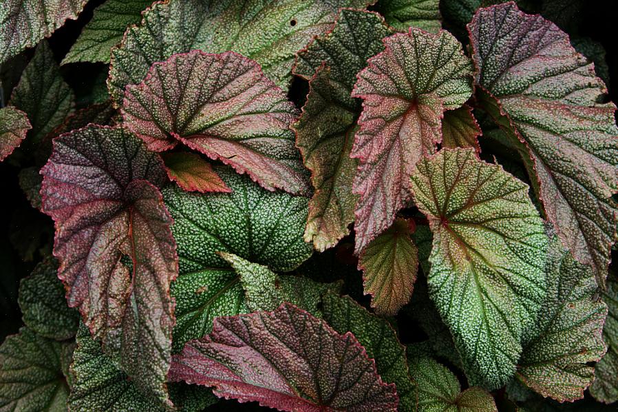 Descoleana) è una begonia simile a una canna che prospera con lo stesso trattamento delle begonie dell'ala