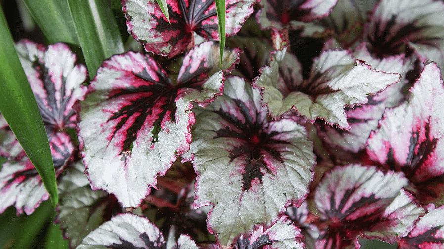 La Begonia rex è una delle piante più belle