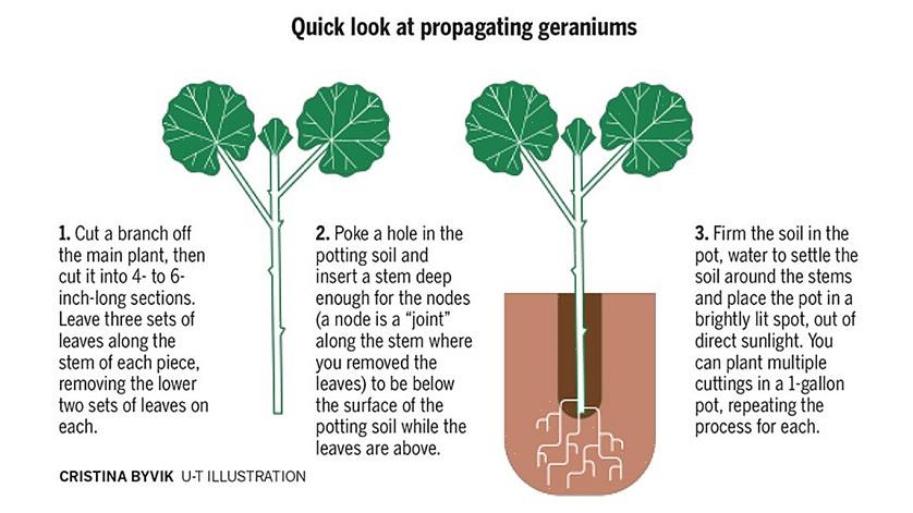L'uso di un ormone radicante è essenziale quando si tenta di radicare talee da piante legnose