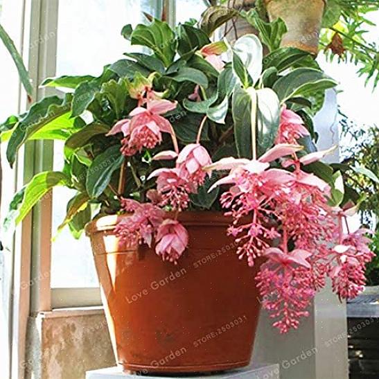 Le piante di Medinilla possono anche crescere in terreni ben drenati