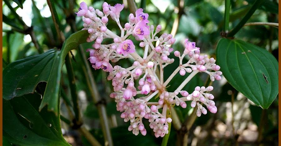 Le piante di Medinilla possono essere epifite nella foresta pluviale