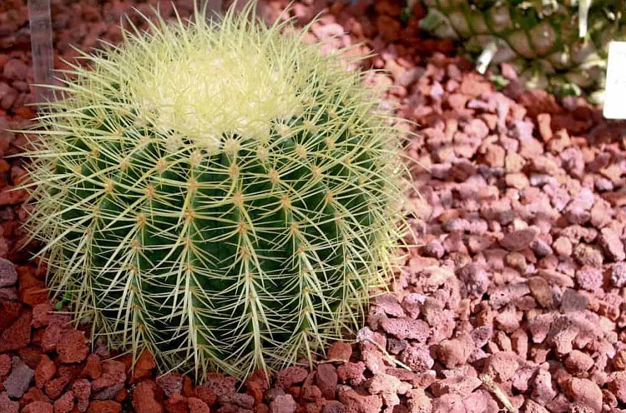 I cactus a botte d'oro