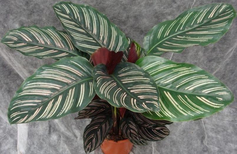 Ma una Calathea ben coltivata vale lo sforzo