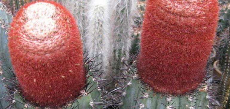 Melocactus è un genere di cactus particolarmente interessanti esteticamente