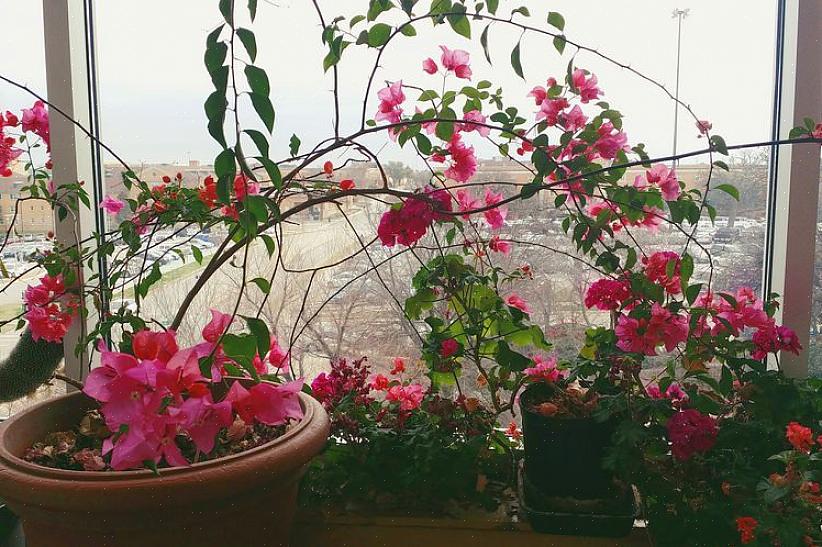 Bougainvillea (Bougainvillea) non è una tipica pianta d'appartamento