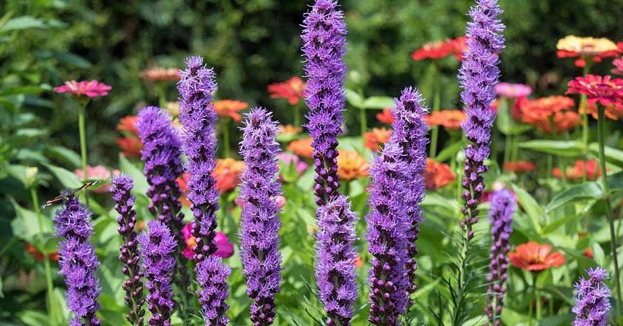 Più comunemente nota come albero dei fiori di lavanda