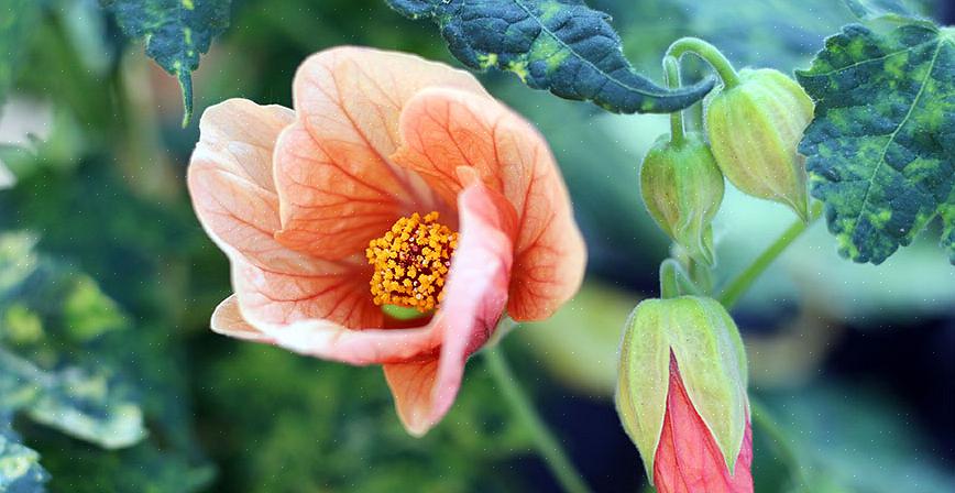 Ci sono due ottimi motivi per coltivare le specie Abutilon