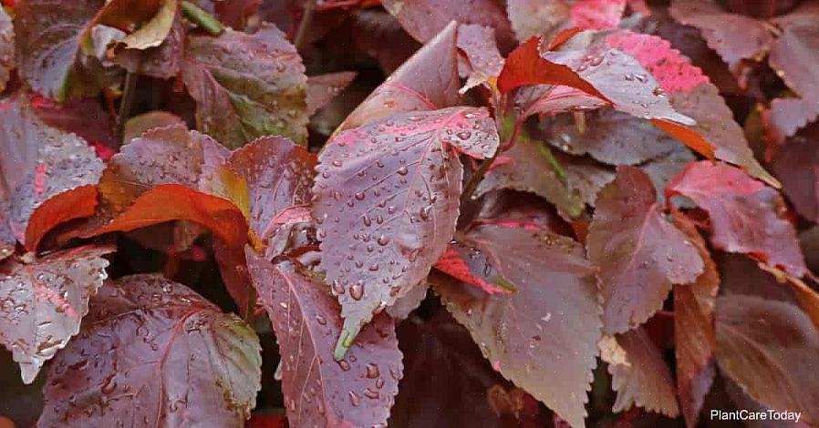 Acalypha come una fornitura regolare di acqua