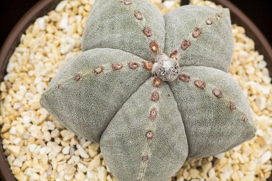 Possono essere necessari anni per nutrire un Astrophytum a quel livello