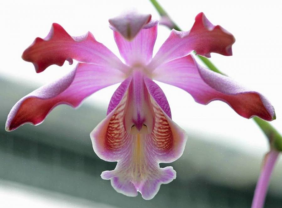 I fiori delle orchidee Schomburgkia variano da circa uno a quattro pollici di diametro