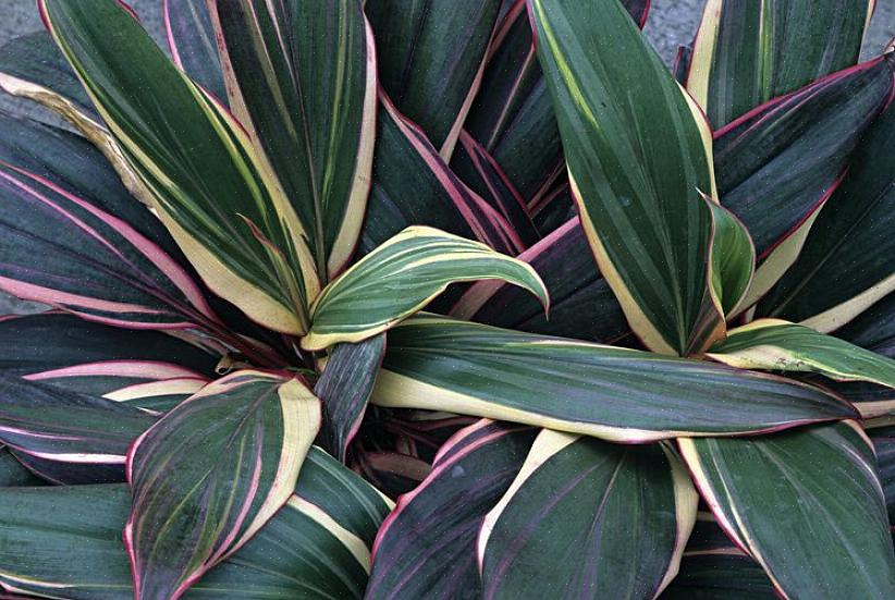 Cordyline (nome botanico