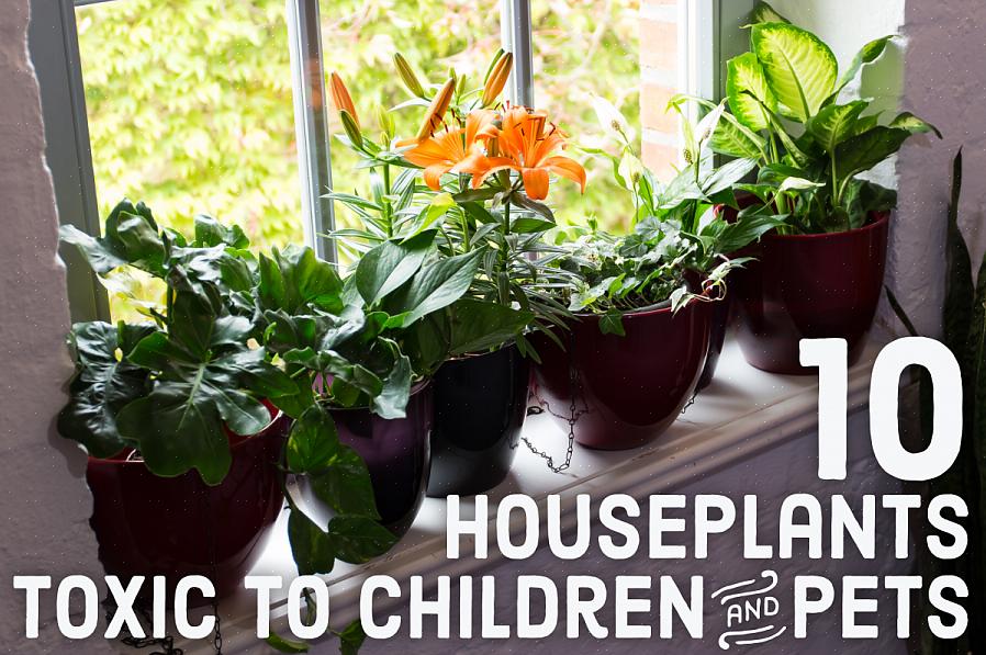 Ecco alcune piante tossiche da tenere lontane sia dai tuoi bambini che dai tuoi animali domestici