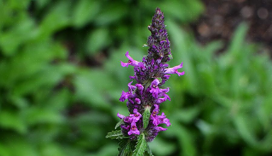 Betony (Stachys officinalis) è un'erba perenne che è resistente alla zona di rusticità USDA 4