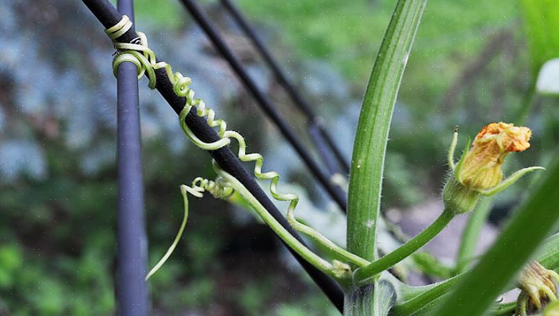 Una volta che i fiori iniziano ad aprirsi