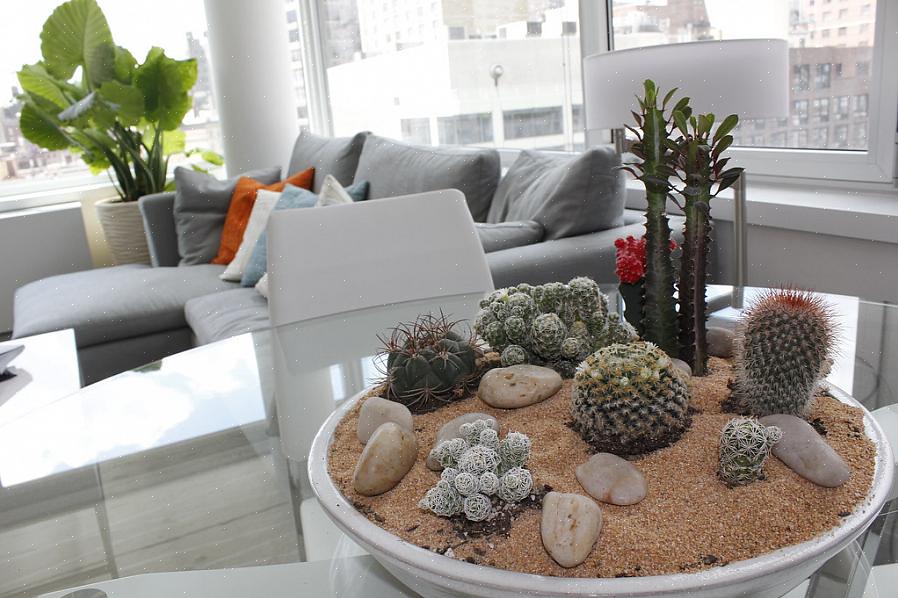Le piante d'appartamento potrebbero non essere il miglior schema di decorazione per te