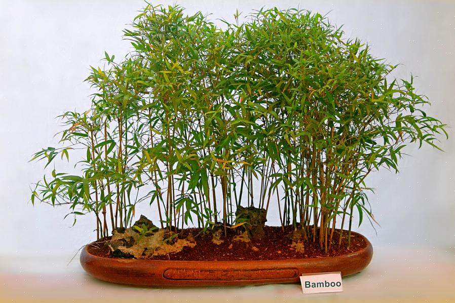 In termini di condizioni di crescita del bambù