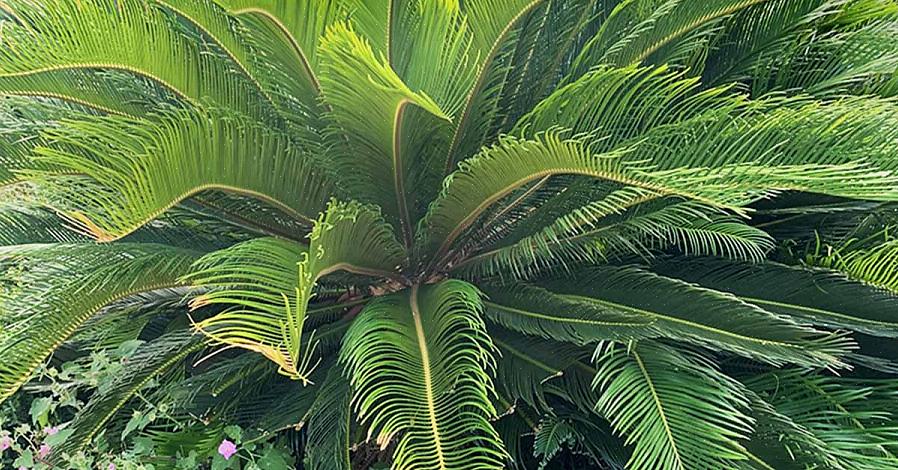 Le palme da sago possono produrre ventose che possono essere conservate individualmente