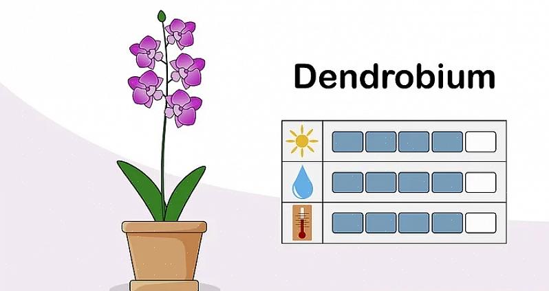 I giardinieri nuovi alla coltivazione delle orchidee si rendono presto conto che le orchidee sane