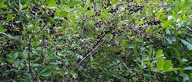 L'aronia nera (Aronia melanocarpa) è un arbusto deciduo del Nord Europa