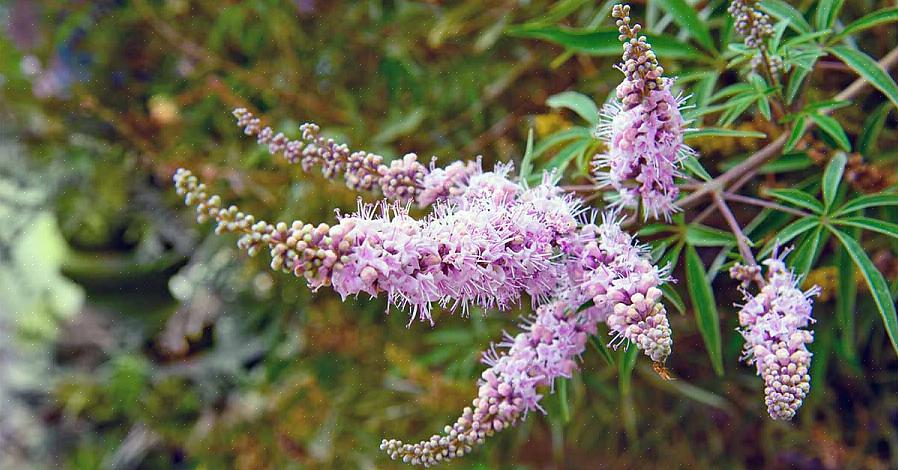 Il casto (Vitex agnus-castus) è un grazioso arbusto deciduo che porta grappoli di fiori viola in estate