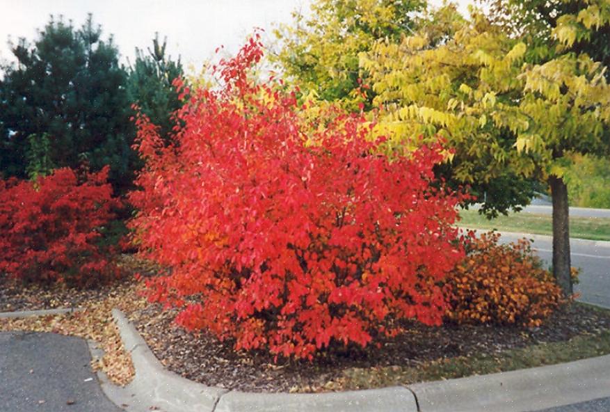 L'aronia rossa (Aronia arbutifolia) è un arbusto deciduo che può ravvivare il tuo giardino con le sue bacche