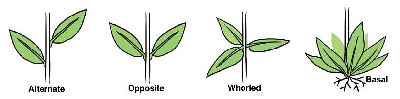Perché le piante coltivano foglie basali