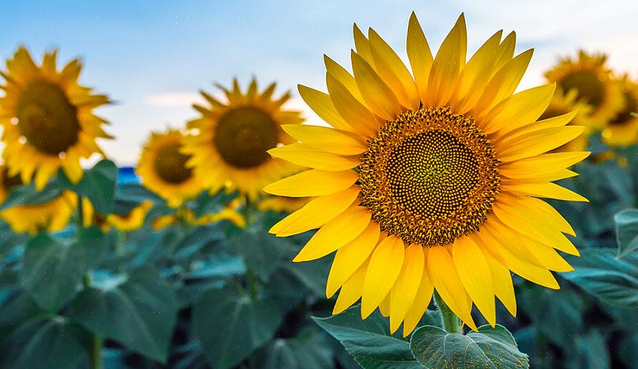 L'Helianthus perenne fiorirà meglio in pieno sole