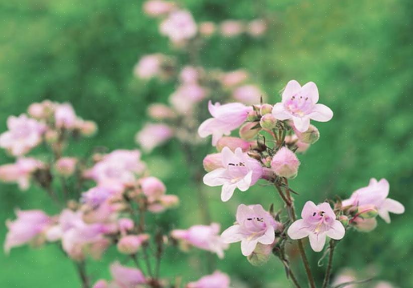 Le piante di Penstemon sono piante erbacee perenni che presentano fogliame a forma di lancia