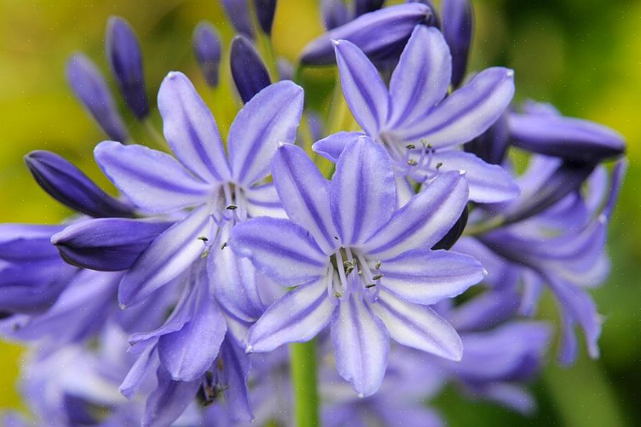 L'Agapanthus a volte chiamato il giglio africano blu o semplicemente il giglio africano è una pianta