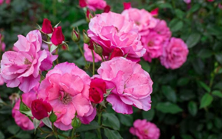 Le rose Floribunda