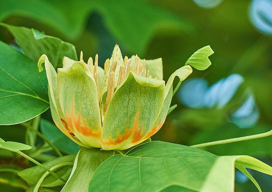 Puoi vedere questa specie chiamata albero dei tulipani