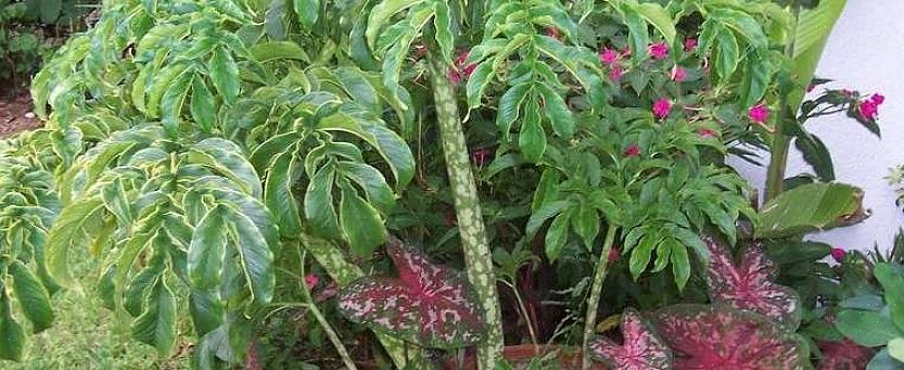 Il fiore di giglio voodoo emette un odore che appartiene più al cestino che a un giardino fiorito