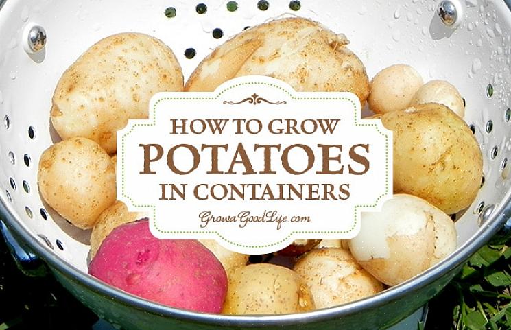 È possibile coltivare patate in qualsiasi contenitore di grandi dimensioni