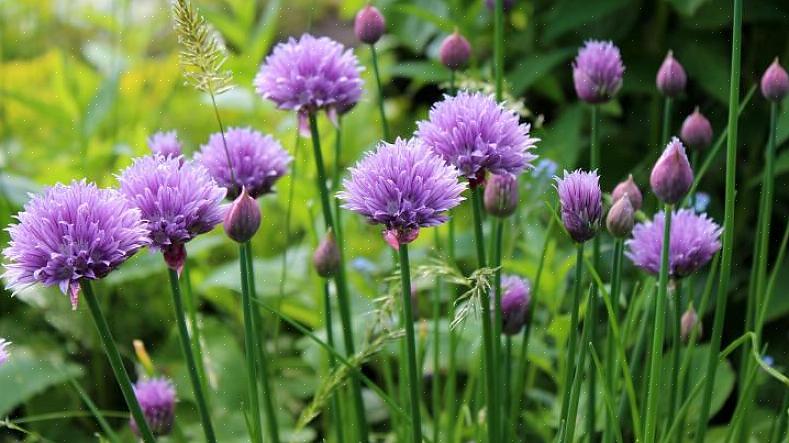 L'erba cipollina ha uno straordinario fiore viola che offre una delizia culinaria che diventerà una delizia