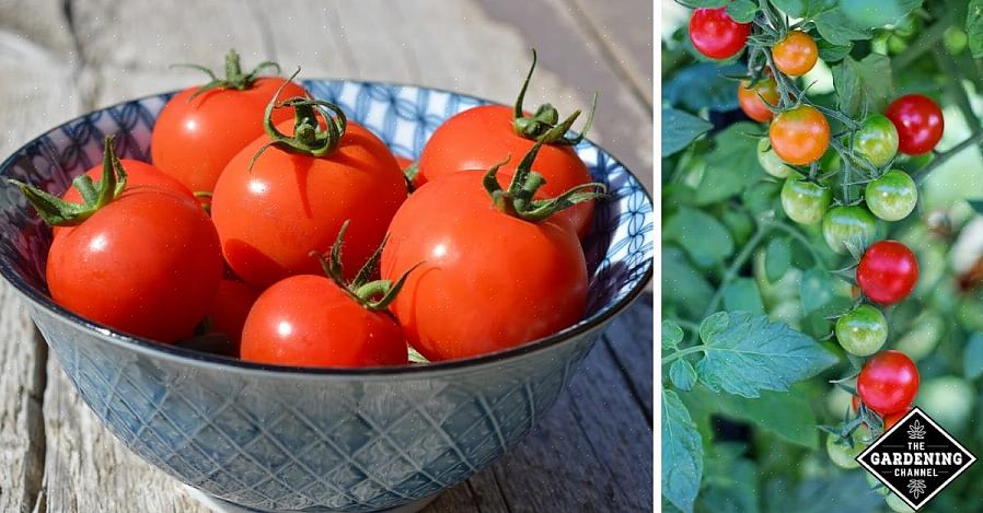 I pomodori matureranno dentro o fuori dalla vite