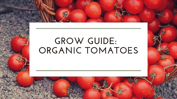 I pomodori sono un raccolto abbastanza facile nel complesso