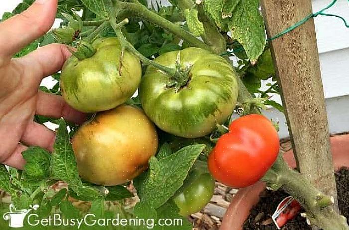 Quando l'estremità del gambo di un pomodoro rimane verde o giallastra