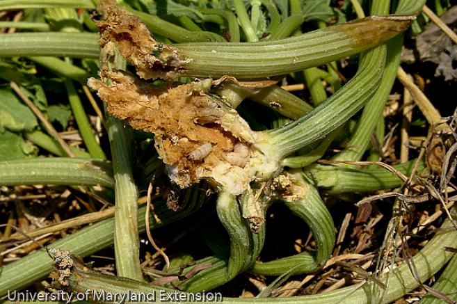 L'appassimento non è l'unico segno che una trivellatrice della vite di zucca ha attaccato la tua pianta