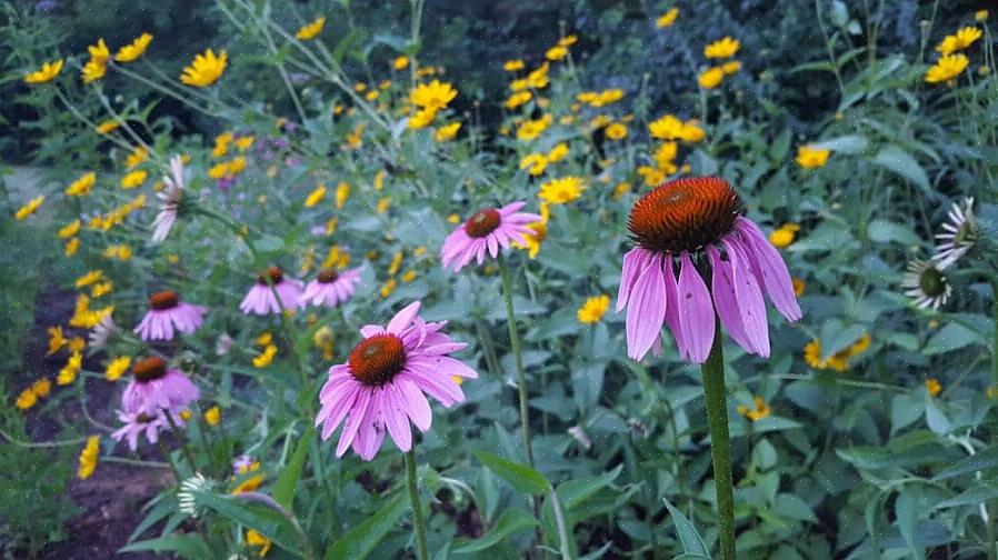 Heliopsis helianthoides è un boccone