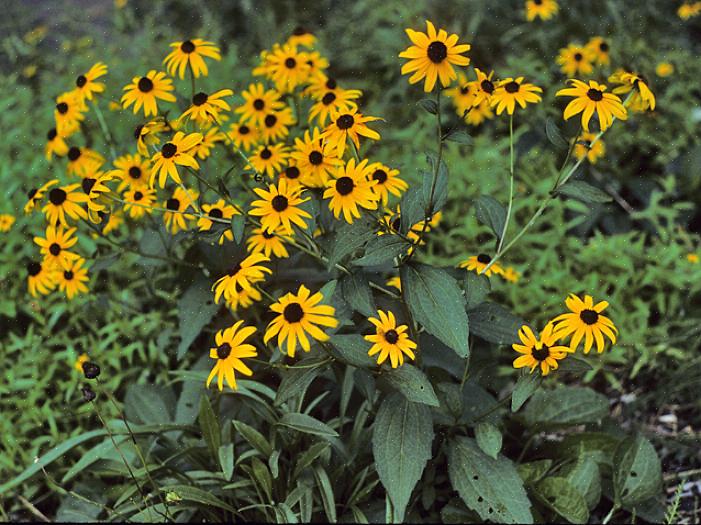 La Rudbeckia hirta 'Maya' ricorda le mamme autunnali con i suoi strati di petali fronzoli