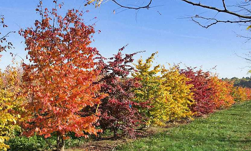 Persiano ironwood e parrotia